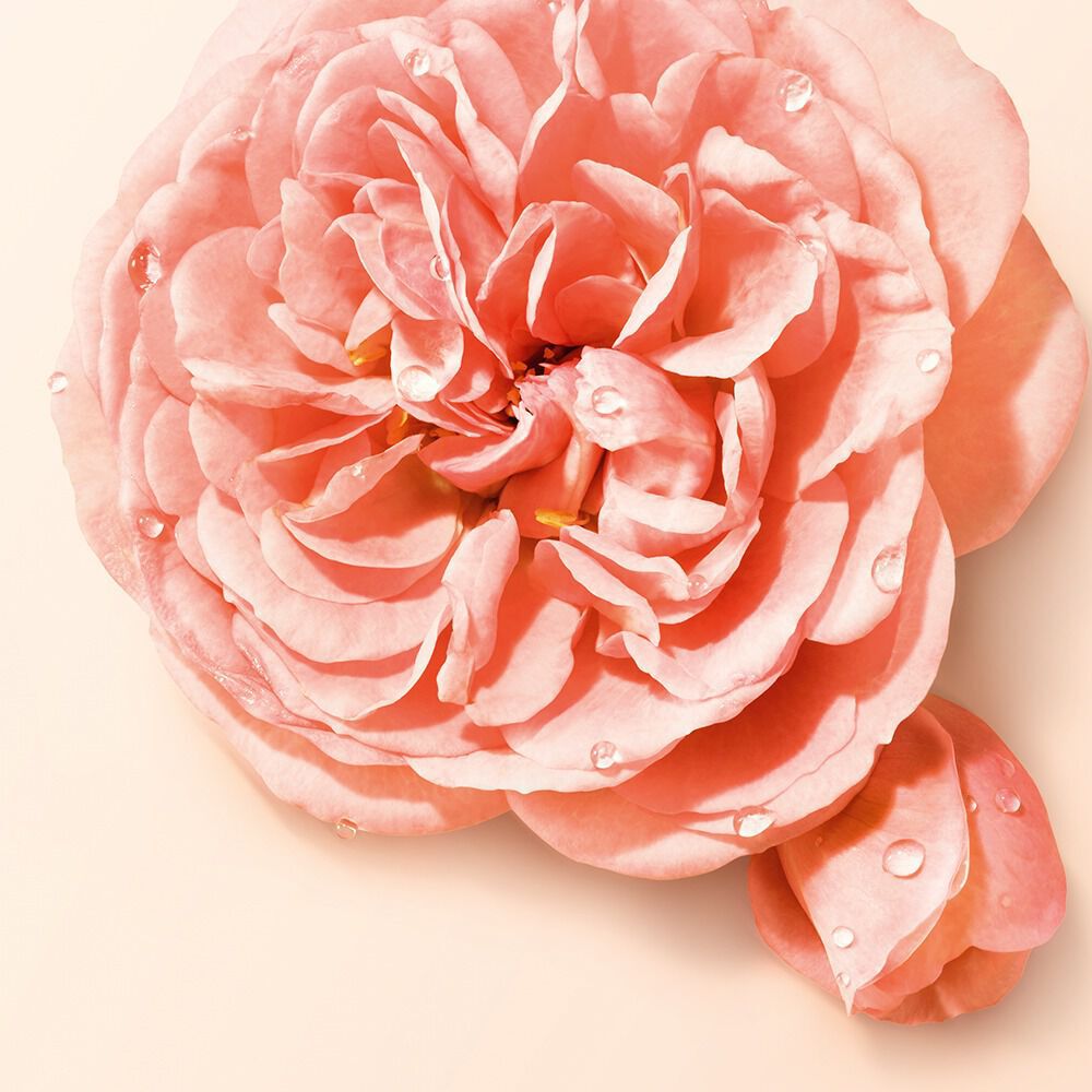 Pink rose bloom with water droplets and ‘May rose absolute heart note’ text.