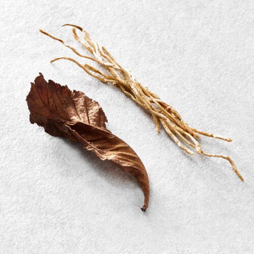 A dried, curled brown leaf next to thin, pale roots on a light textured surface.