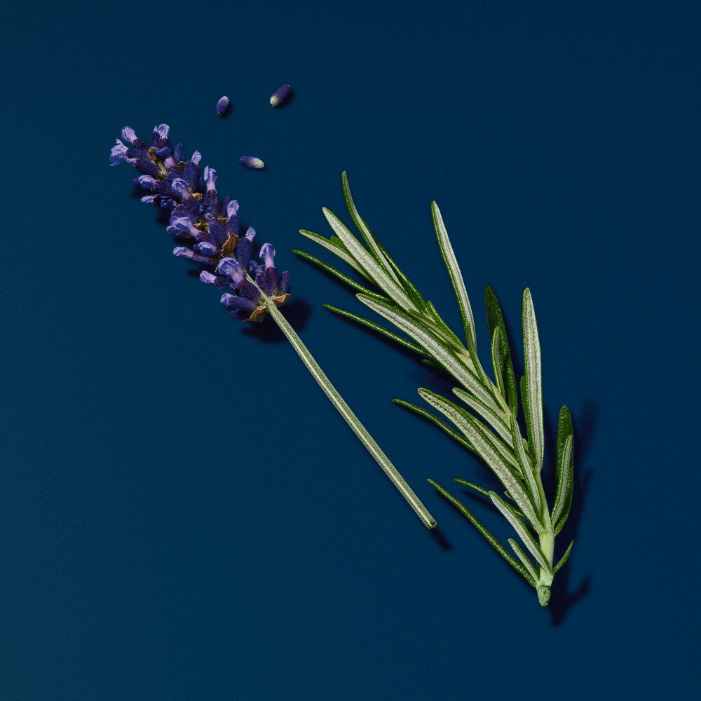 A sprig of lavender beside a sprig of rosemary, both set against a dark blue background.
