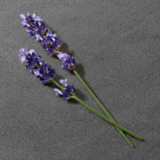 Two sprigs of lavender with purple flowers and green stems, laid diagonally on a textured gray surface.