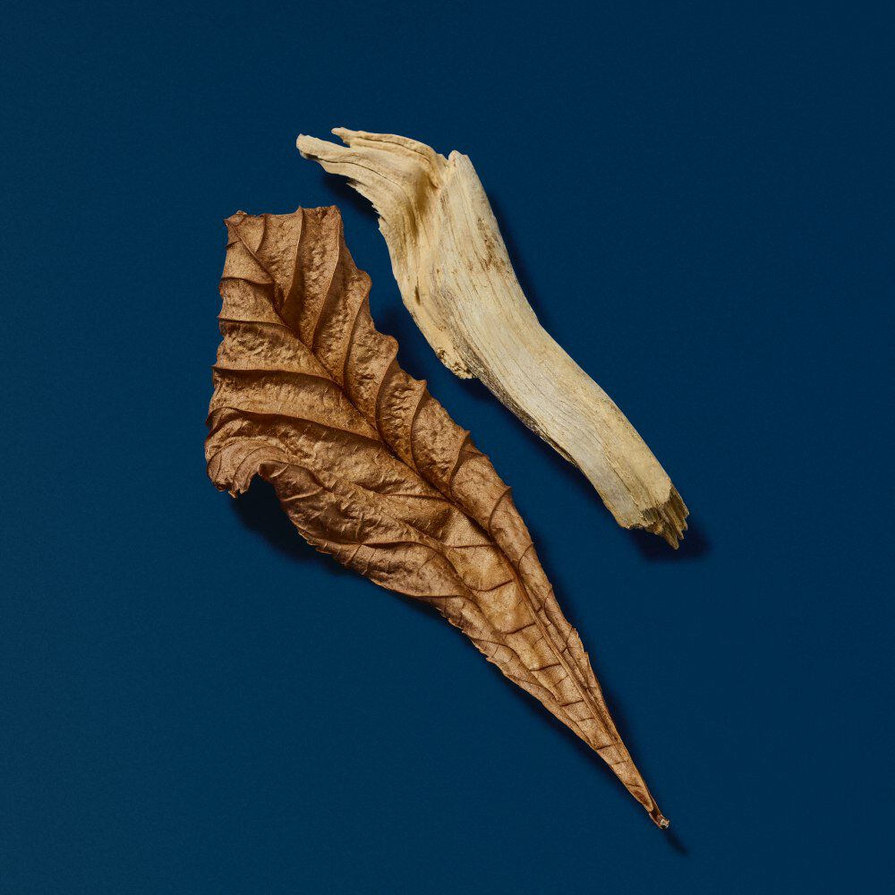 A dry, textured brown leaf and a pale, carved wooden stick on a dark blue background.