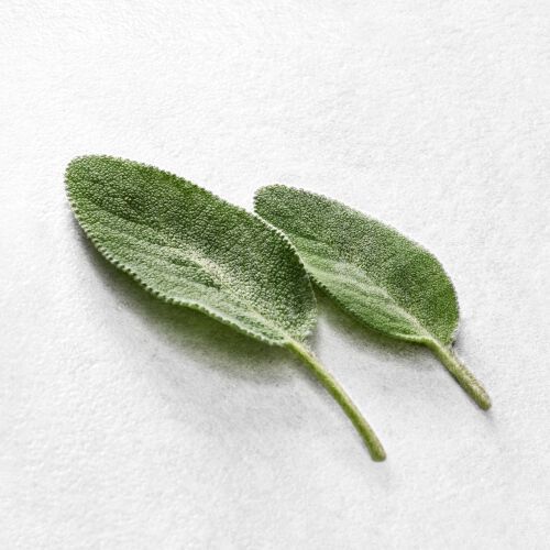 Two fresh sage leaves, one larger than the other, resting on a textured white surface.